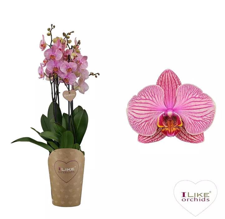 Schmetterlingsorchidee 'Duetto Jupiter'