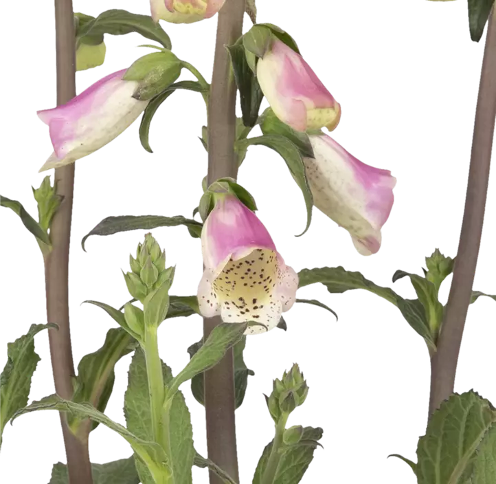 Garten-Fingerhut 'Pink Panther'