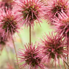 Acaena microphylla Kupferteppich
