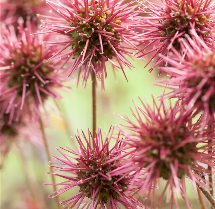 Garten-Stachelnüsschen 'Kupferteppich'
