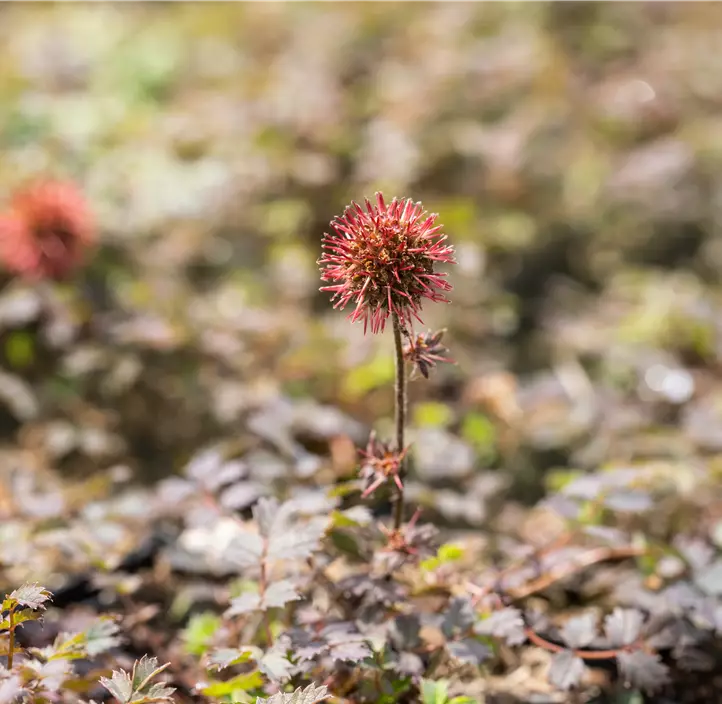 Garten-Stachelnüsschen 'Kupferteppich'