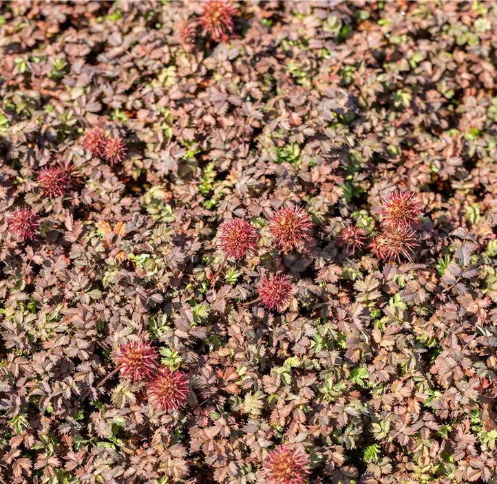 Garten-Stachelnüsschen 'Kupferteppich'