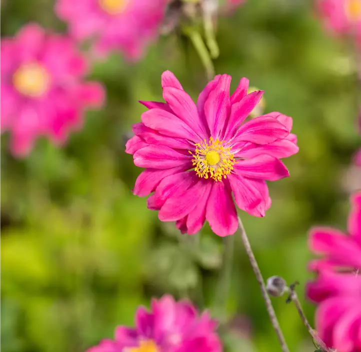 Garten-Herbst-Anemone 'Bressingham Glow'