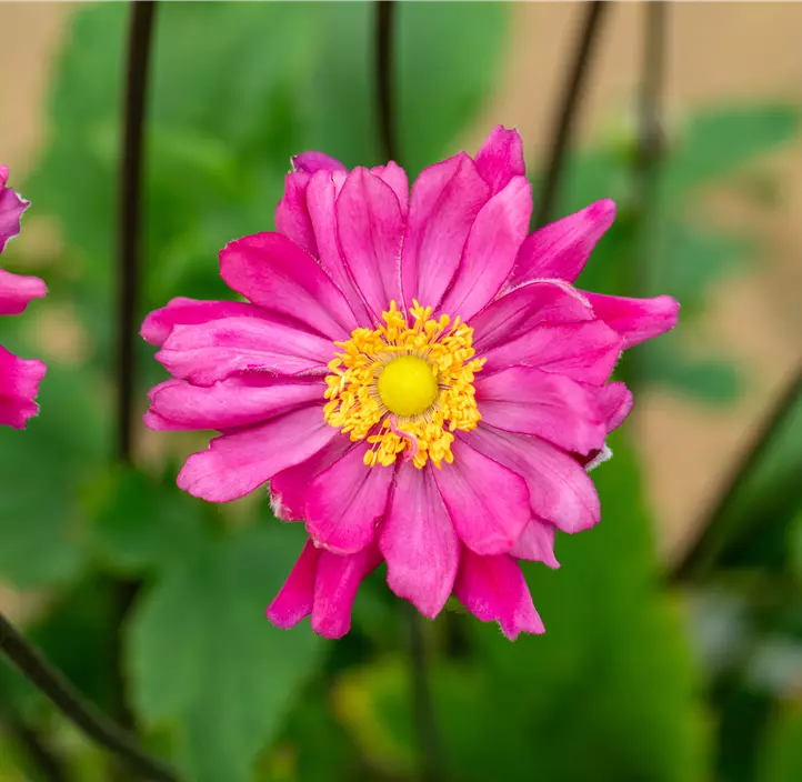 Garten-Herbst-Anemone 'Bressingham Glow'