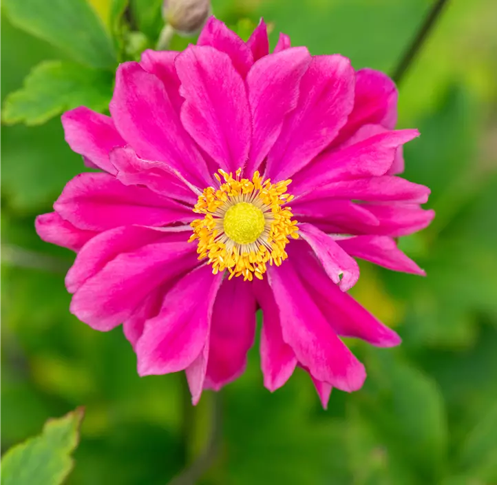 Garten-Herbst-Anemone 'Bressingham Glow'