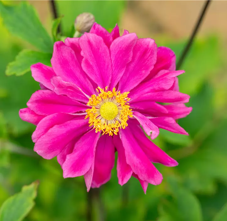 Garten-Herbst-Anemone 'Bressingham Glow'