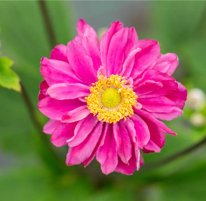 Garten-Herbst-Anemone 'Bressingham Glow'