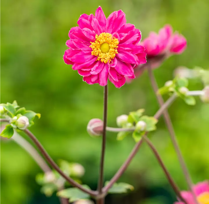 Garten-Herbst-Anemone 'Bressingham Glow'