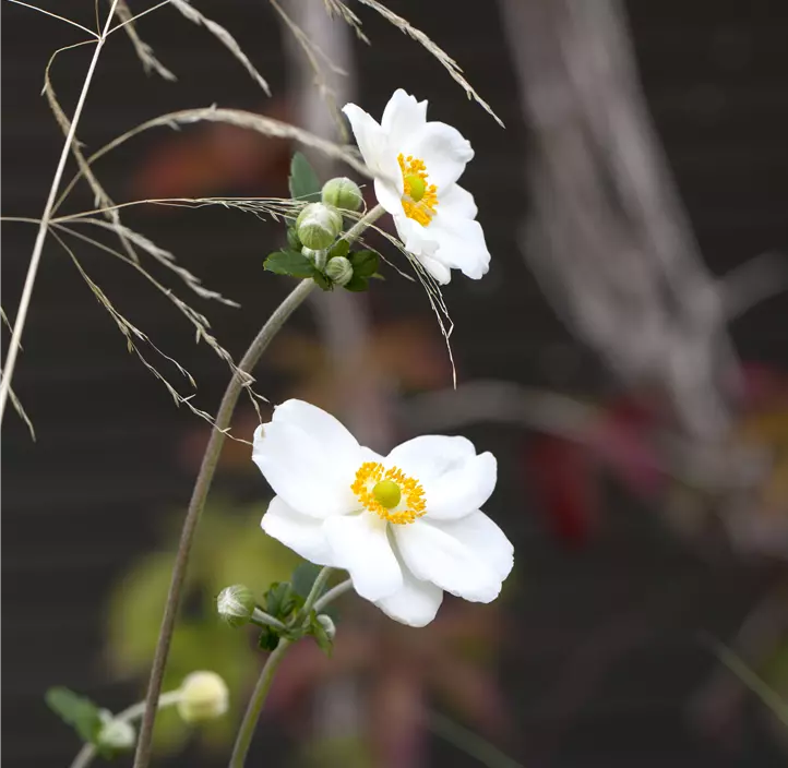 Garten-Herbst-Anemone 'Honorine Jobert'