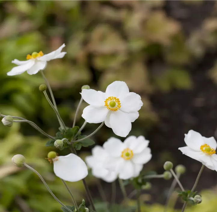 Garten-Herbst-Anemone 'Honorine Jobert'