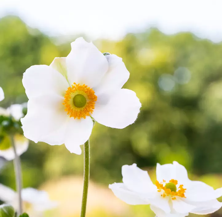 Garten-Herbst-Anemone 'Honorine Jobert'