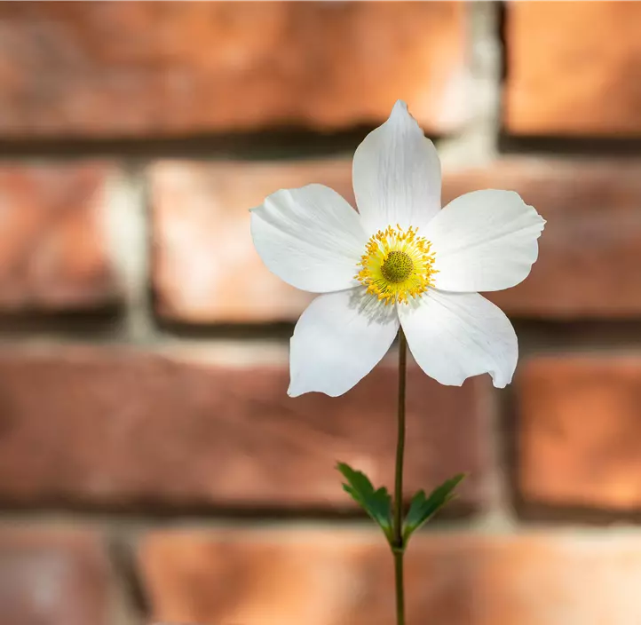 Garten-Herbst-Anemone 'Honorine Jobert'