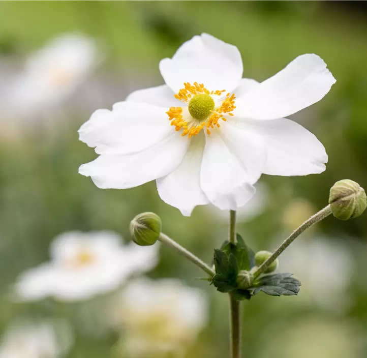 Garten-Herbst-Anemone 'Honorine Jobert'