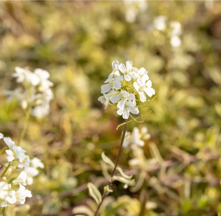 Kleine Garten-Gänsekresse 'Old Gold'