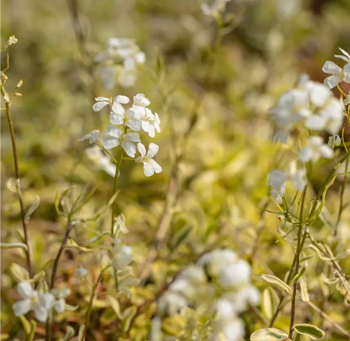 Kleine Garten-Gänsekresse 'Old Gold'