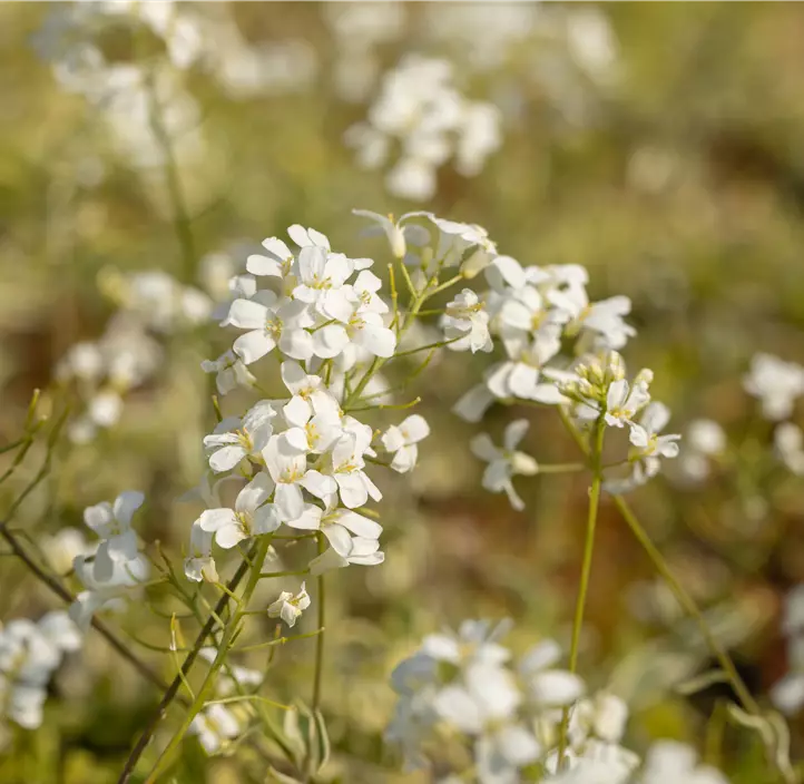 Kleine Garten-Gänsekresse 'Old Gold'
