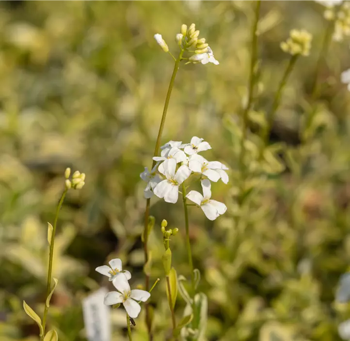 Kleine Garten-Gänsekresse 'Old Gold'