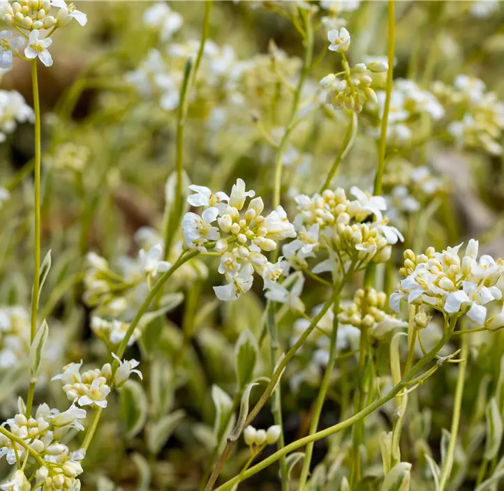 Kleine Garten-Gänsekresse 'Old Gold'