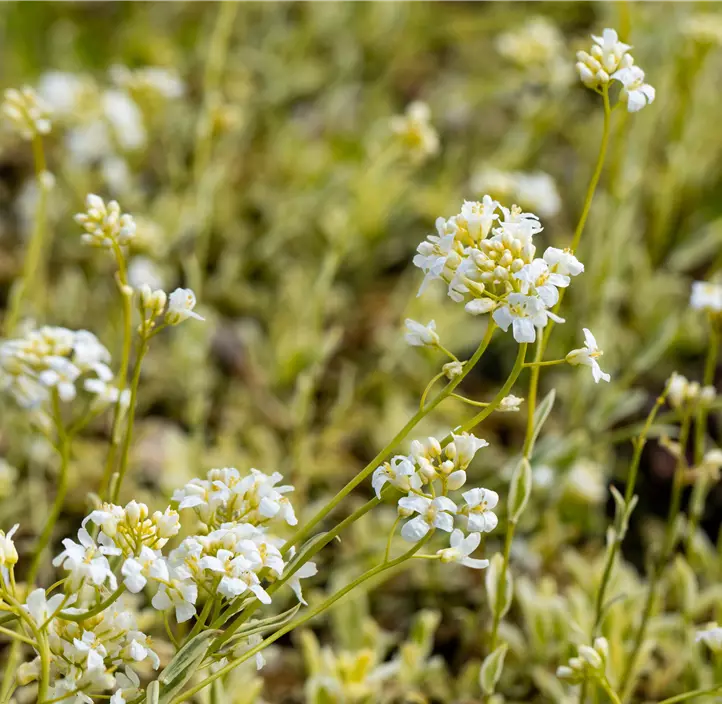 Kleine Garten-Gänsekresse 'Old Gold'