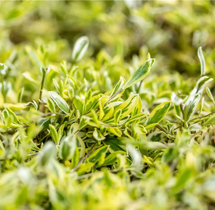 Kleine Garten-Gänsekresse 'Old Gold'