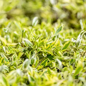 Arabis ferdinadi coburgii Old Gold