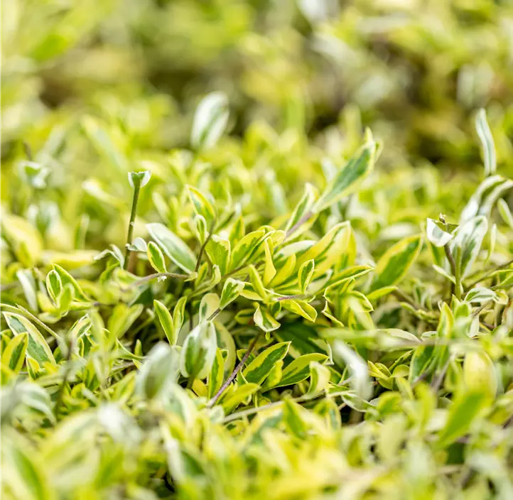 Kleine Garten-Gänsekresse 'Old Gold'