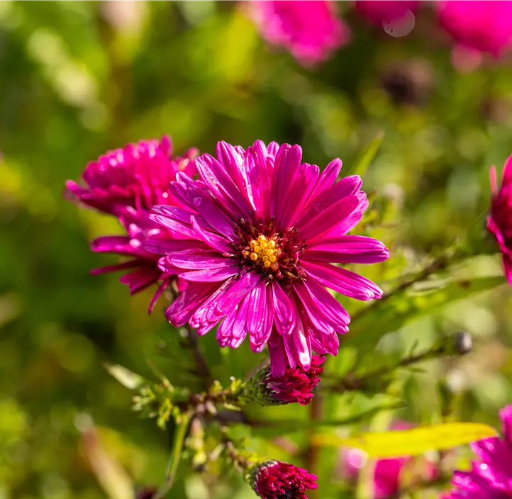 Glattblatt-Aster 'Crimson Brocade'