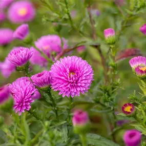 Aster novi belgii Patricia Ballard