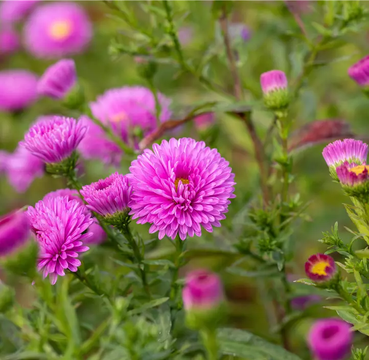 Glattblatt-Aster 'Patricia Ballard'