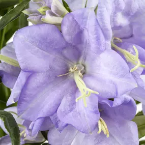 Campanula persicifolia Coerulea