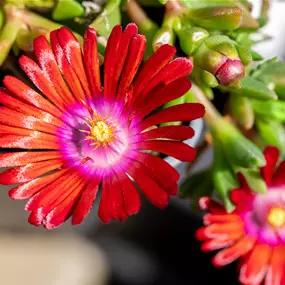 Delosperma hybriden Sundella Red