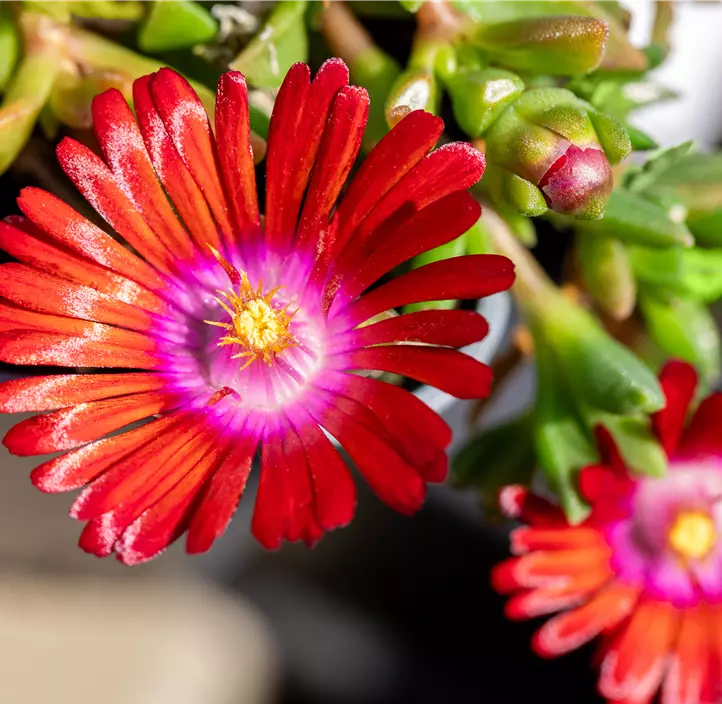 Mittagsblume 'Sundella Red'