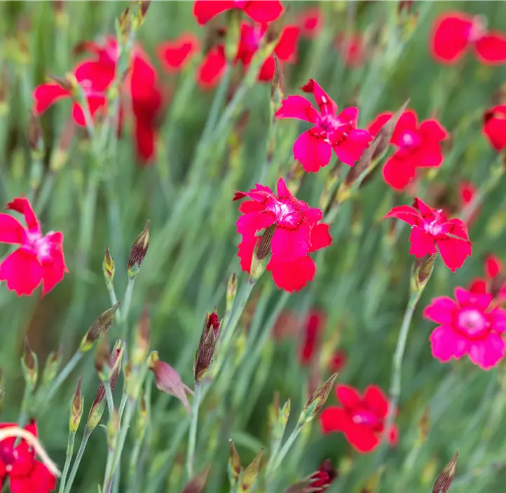 Garten-Heide-Nelke 'Leuchtfunke'