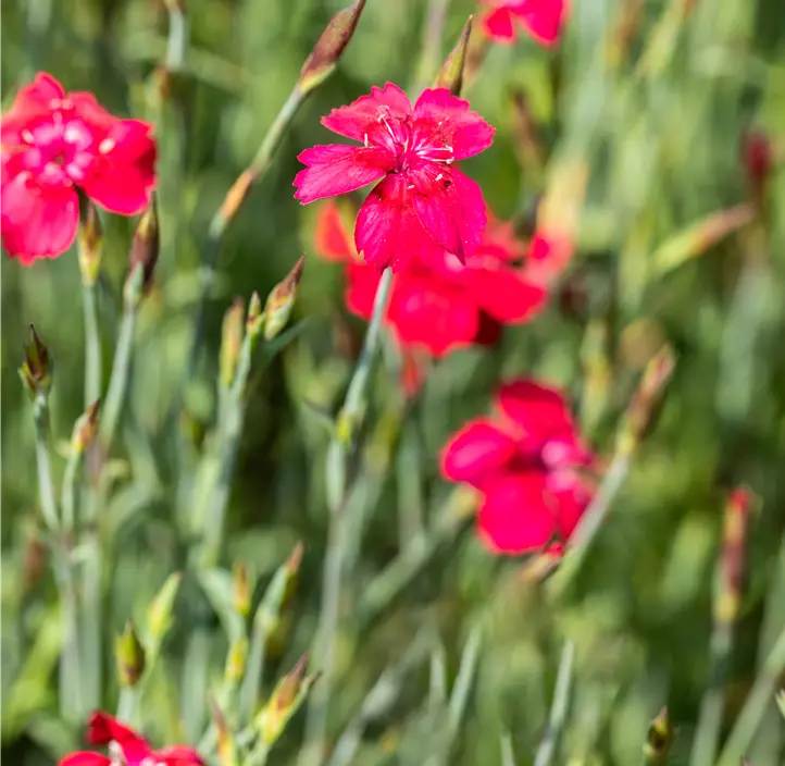 Garten-Heide-Nelke 'Leuchtfunke'