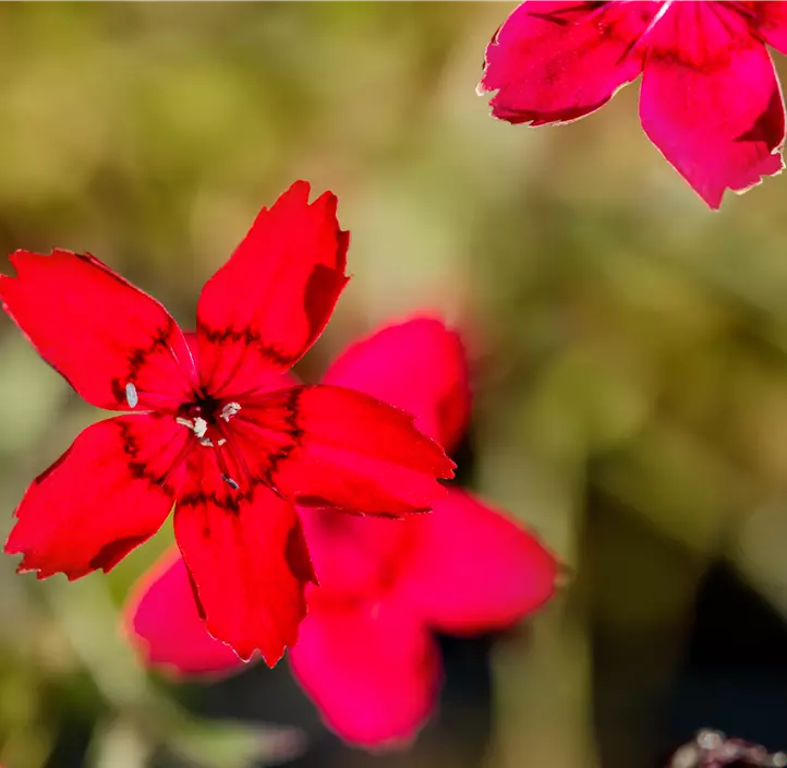 Garten-Heide-Nelke 'Leuchtfunke'