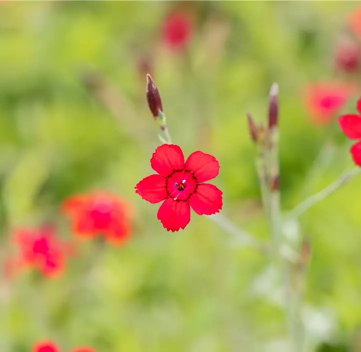 Garten-Heide-Nelke 'Leuchtfunke'