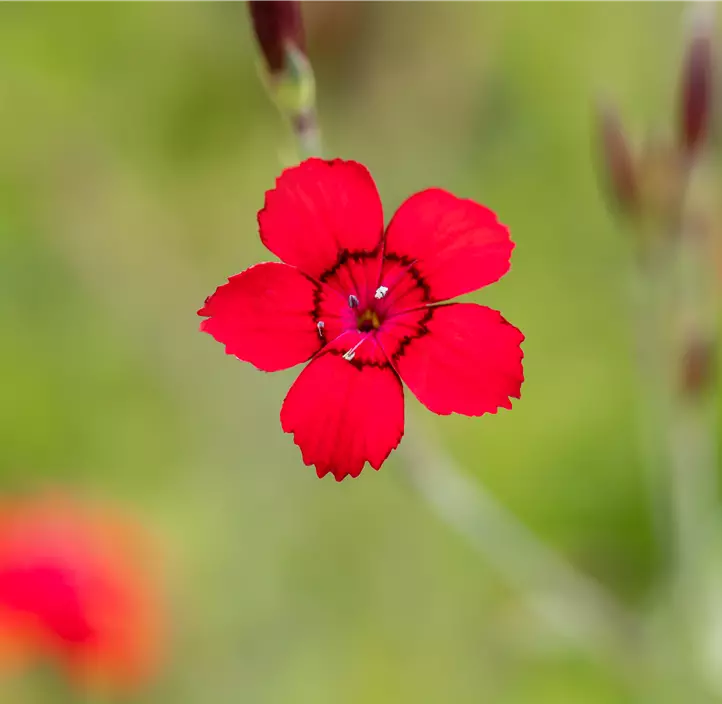 Garten-Heide-Nelke 'Leuchtfunke'