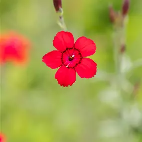 Dianthus deltoides Leuchtfunke