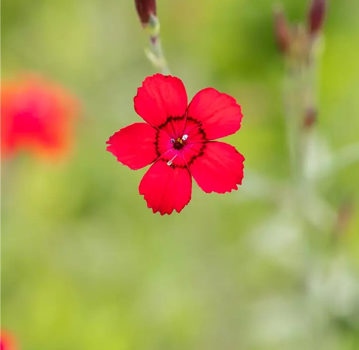 Garten-Heide-Nelke 'Leuchtfunke'
