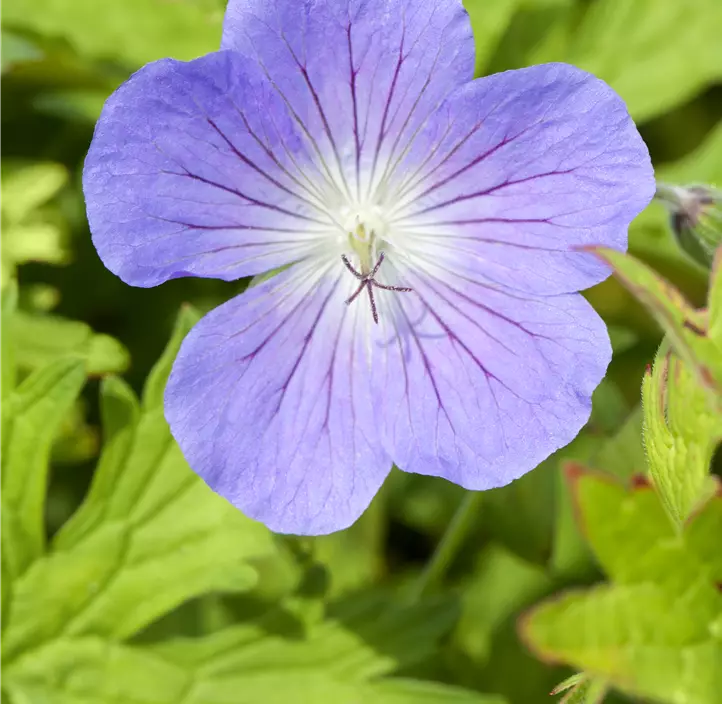 Wiesen-Storchschnabel 'Johnson´s Blue'