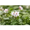 bellaflora Gartencenter GmbH