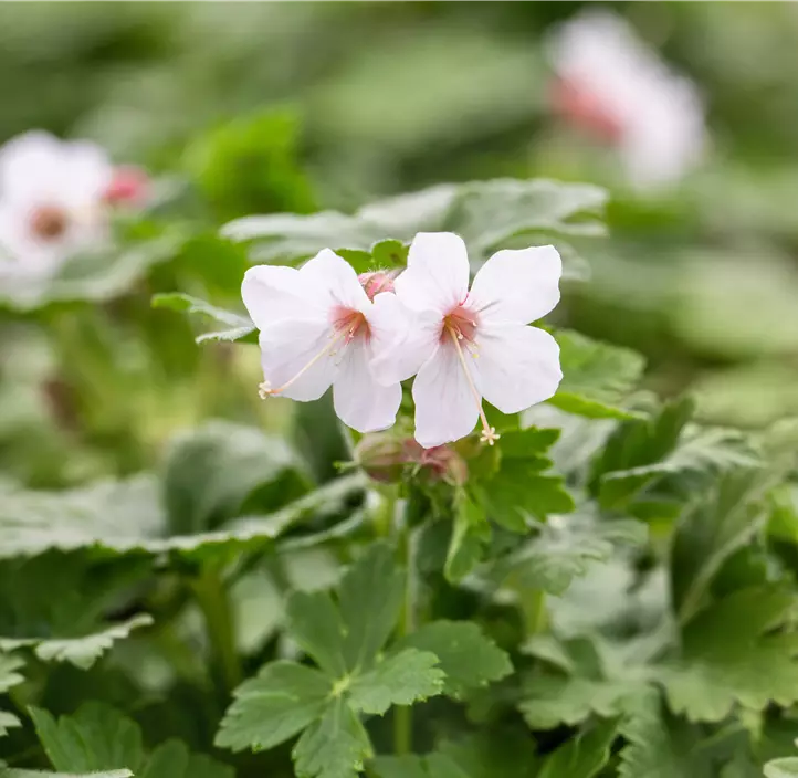 Storchschnabel 'Spessart'