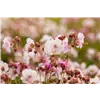 bellaflora Gartencenter GmbH