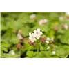 bellaflora Gartencenter GmbH