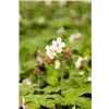 bellaflora Gartencenter GmbH
