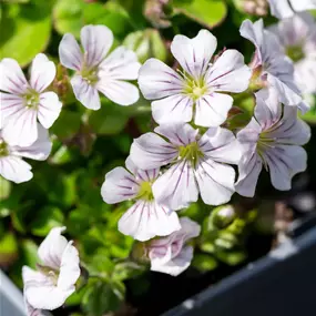 Gypsophila cerastioides White