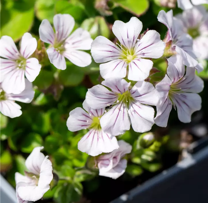 Himalaya-Schleierkraut