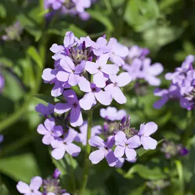 Hesperis matronalis Violet