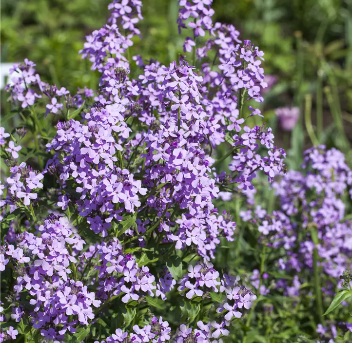 Gewöhnliche Nachtviole