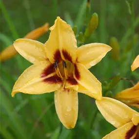 Hemerocallis hybriden Bonanza